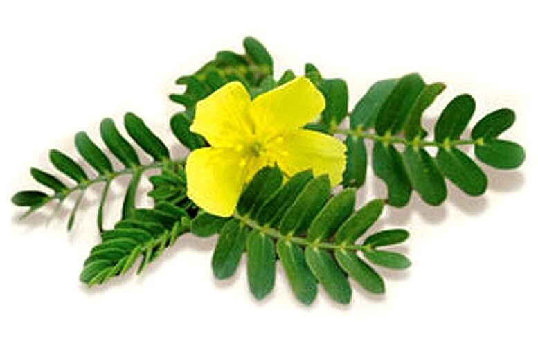 Gluconol sadrži Tribulus terrestris